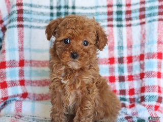 Toy Poodle dogs Teddy - Ad 39