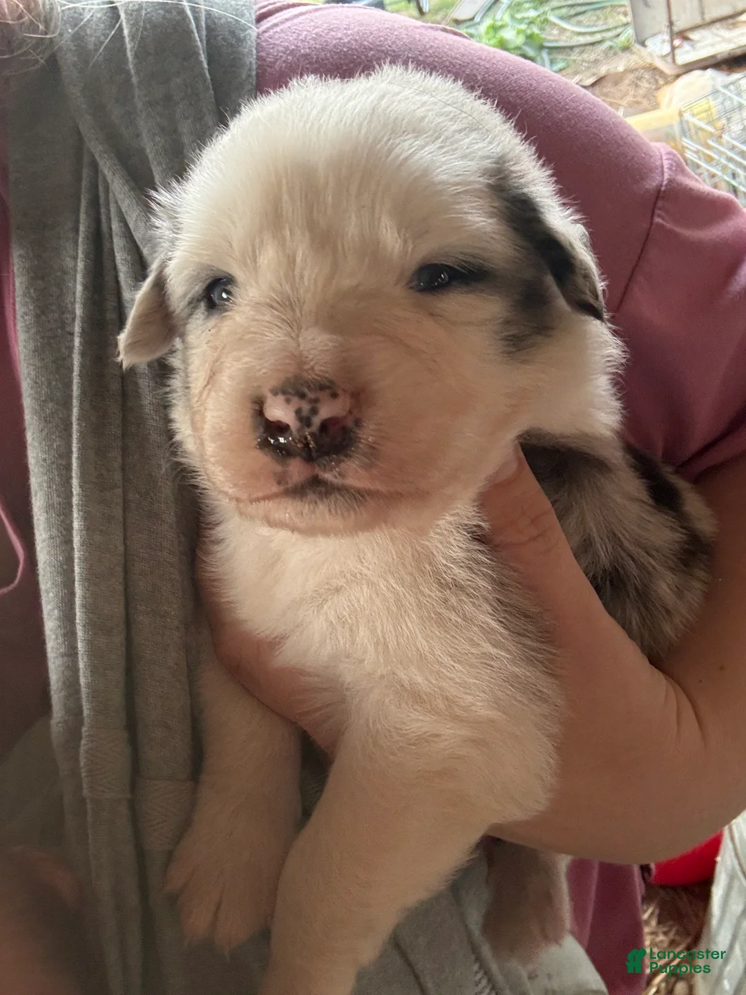 Australian Shepherd dogs for sale: Australian Shepherd Puppy 2 - Ad 1