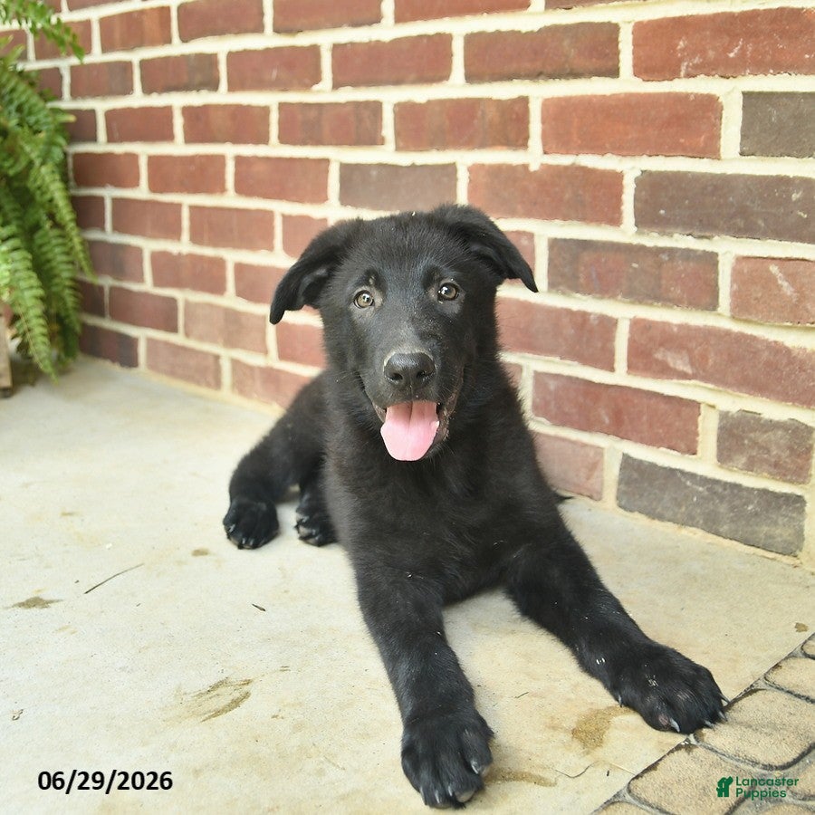 German Shepherd dogs Bobby - Ad 2