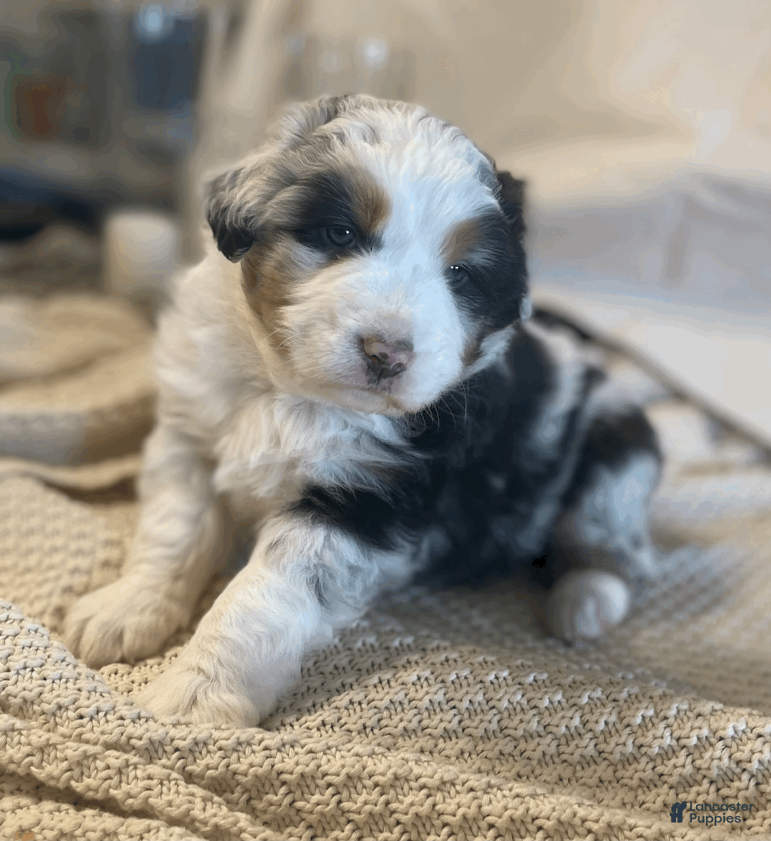 Australian Shepherd dogs for sale: Finn - Ad 1