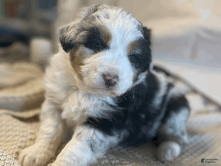 Australian Shepherd dogs Finn - Ad 4