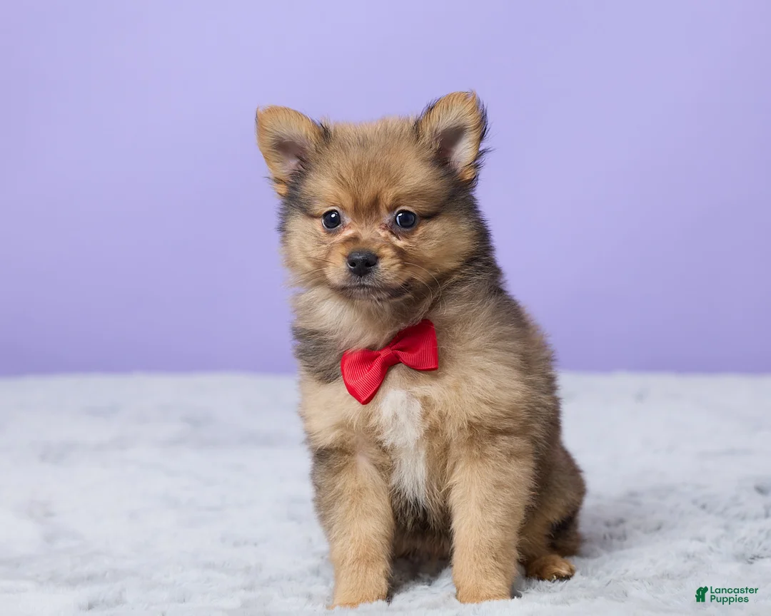 Pomeranian dogs for sale: Tommy - Ad 1