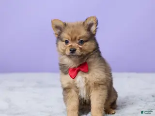 Pomeranian dogs for sale: Tommy - Ad 4