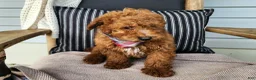 Mini Bernedoodle dogs for sale: Blake - Ad 9