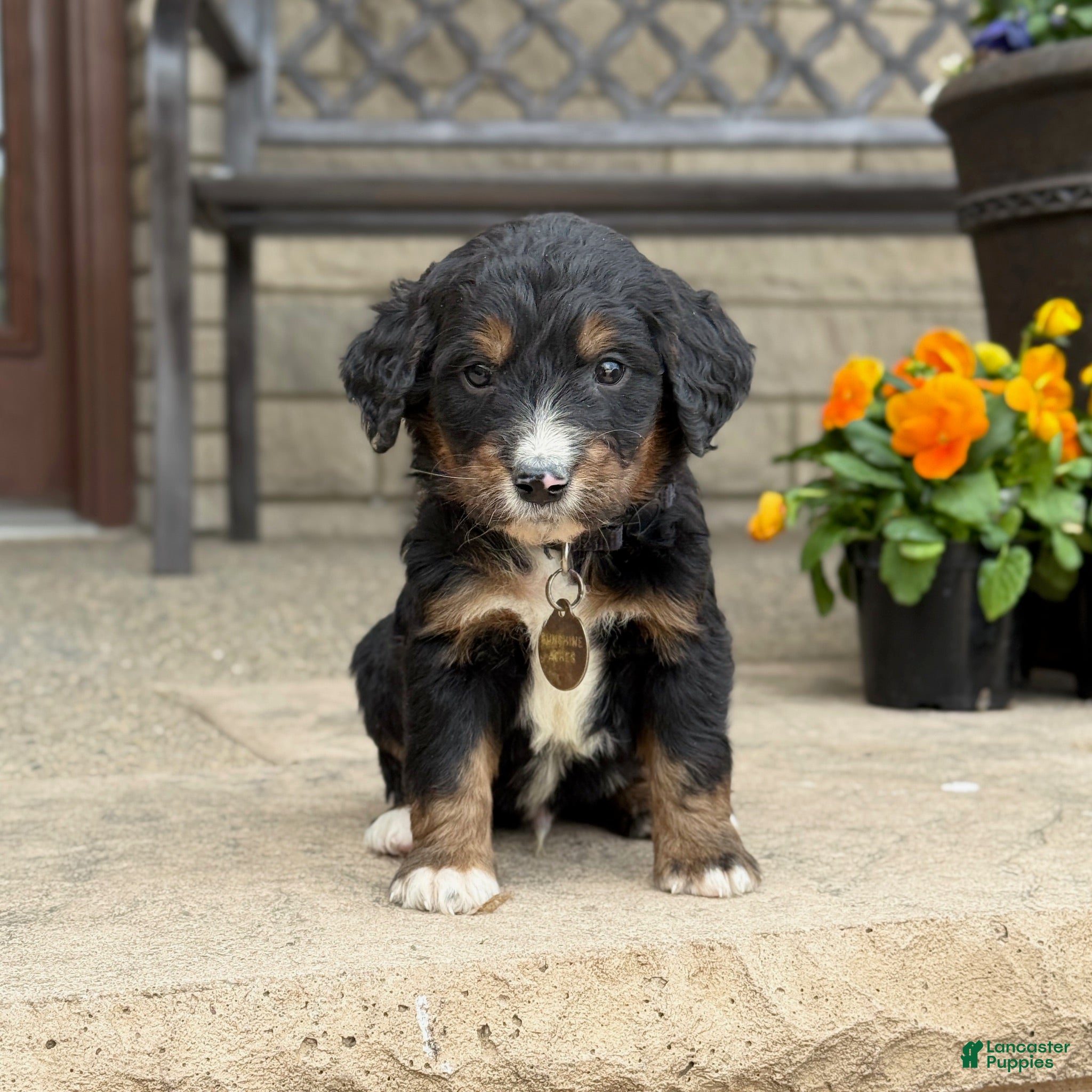 Bernedoodle dogs for sale: Bernedoodle Puppy Bernie - Ad 3