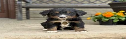 Bernedoodle dogs for sale: Bernedoodle Puppy Bernie - Ad 1