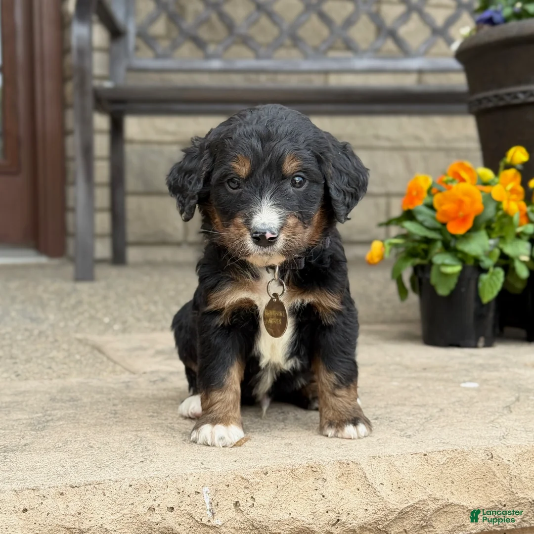 Bernedoodle dogs for sale: Bernedoodle Puppy Bernie - Ad 1
