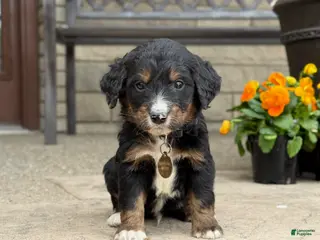 Bernedoodle dogs for sale: Bernedoodle Puppy Bernie - Ad 3