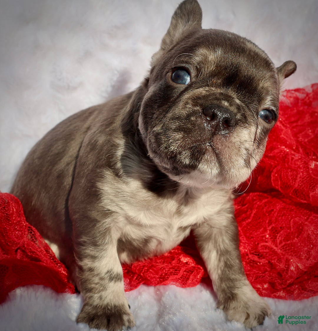 French Bulldog dogs for sale: Lucy - Ad 2