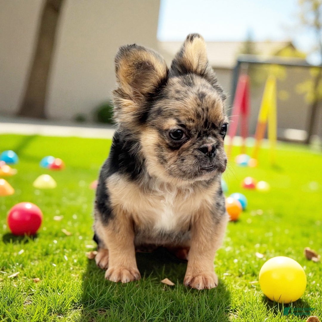 French Bulldog dogs for sale: French Bulldog Puppy 1 - Ad 1