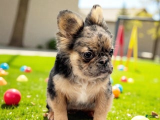 French Bulldog dogs French Bulldog Puppy 1 - Ad 4