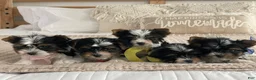 Biewer Terrier dogs for sale: Tiny Minnie - Ad 13