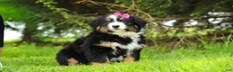 Bernese Mountain Dog dogs for sale: Amelia - Ad 3