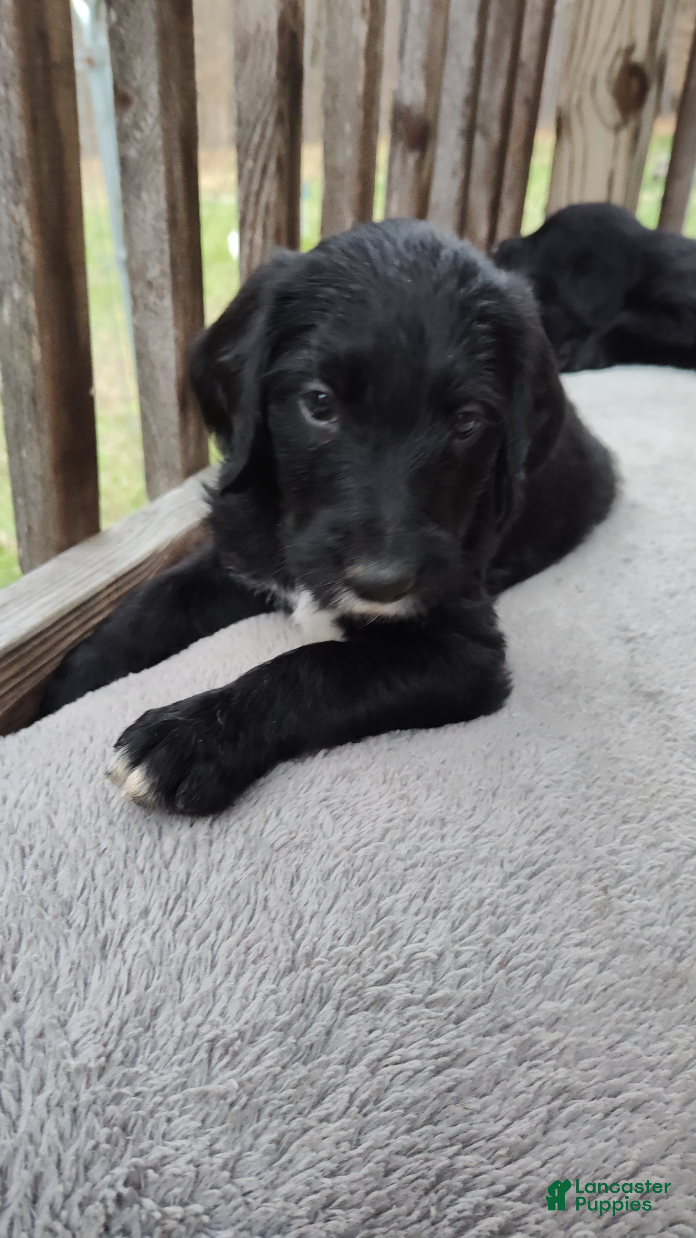 Labradoodle dogs Labradoodle Puppy 4 - Ad 12