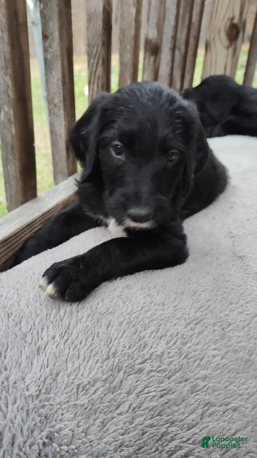 Labradoodle dogs for sale: Labradoodle Puppy 4 - Ad 1