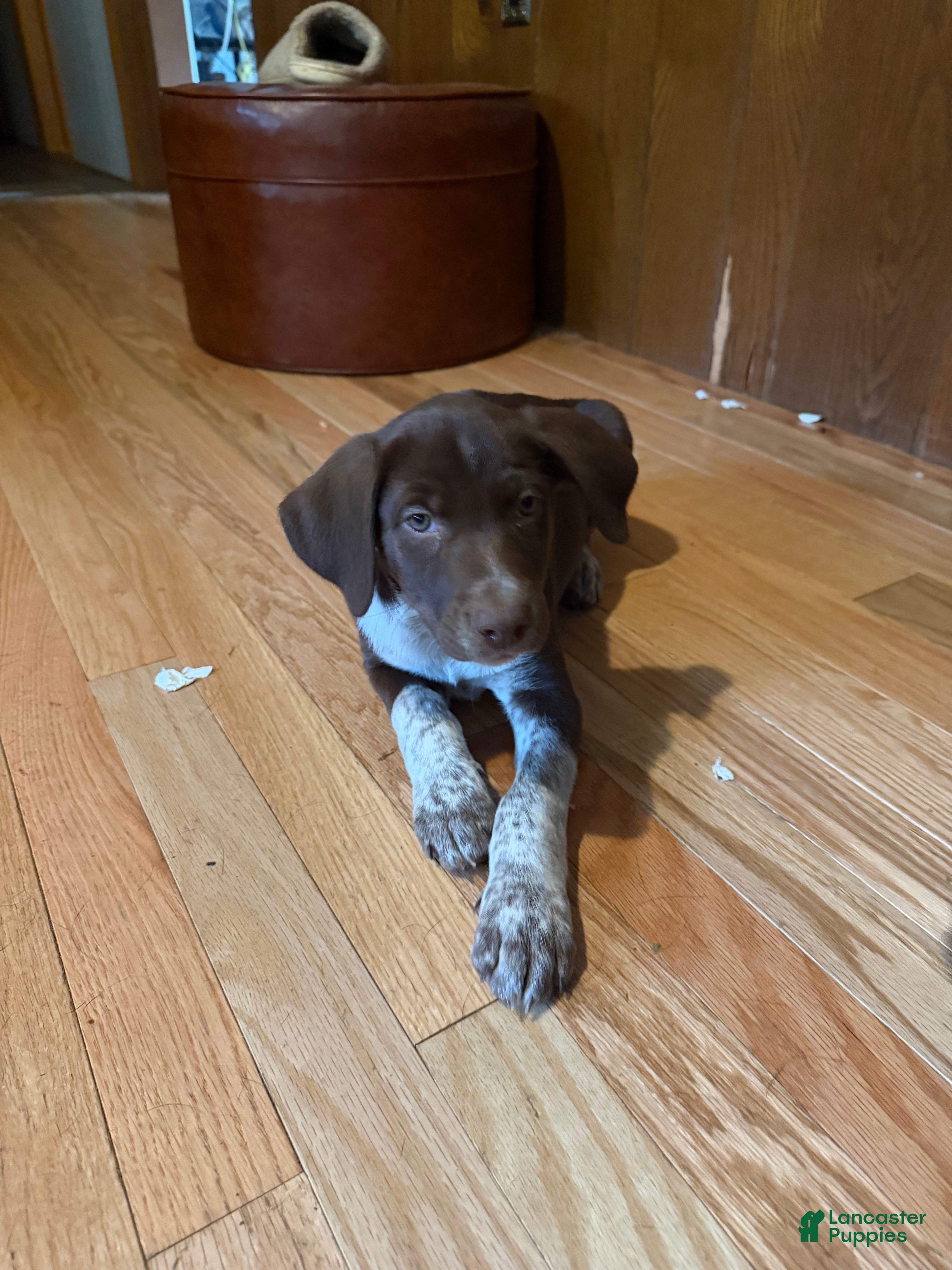 Mixed Breed dogs for sale: Mixed Breed 4 - Ad 1
