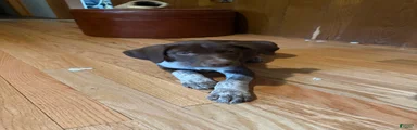 Mixed Breed 4