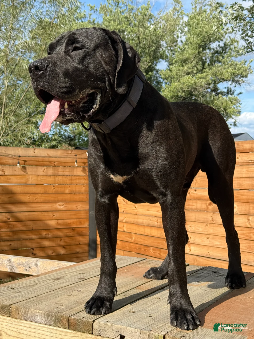 Mixed Breed dogs for sale: Dark Pink Collar Female - Ad 14