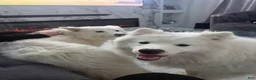 Samoyed dogs for sale:  1 - Ad 4