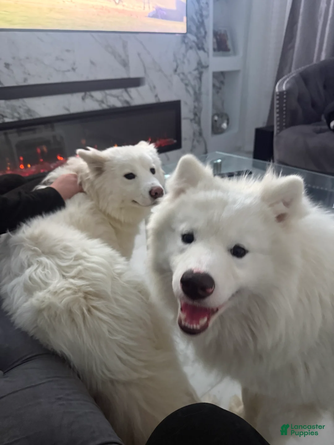 Samoyed dogs for sale:  1 - Ad 4