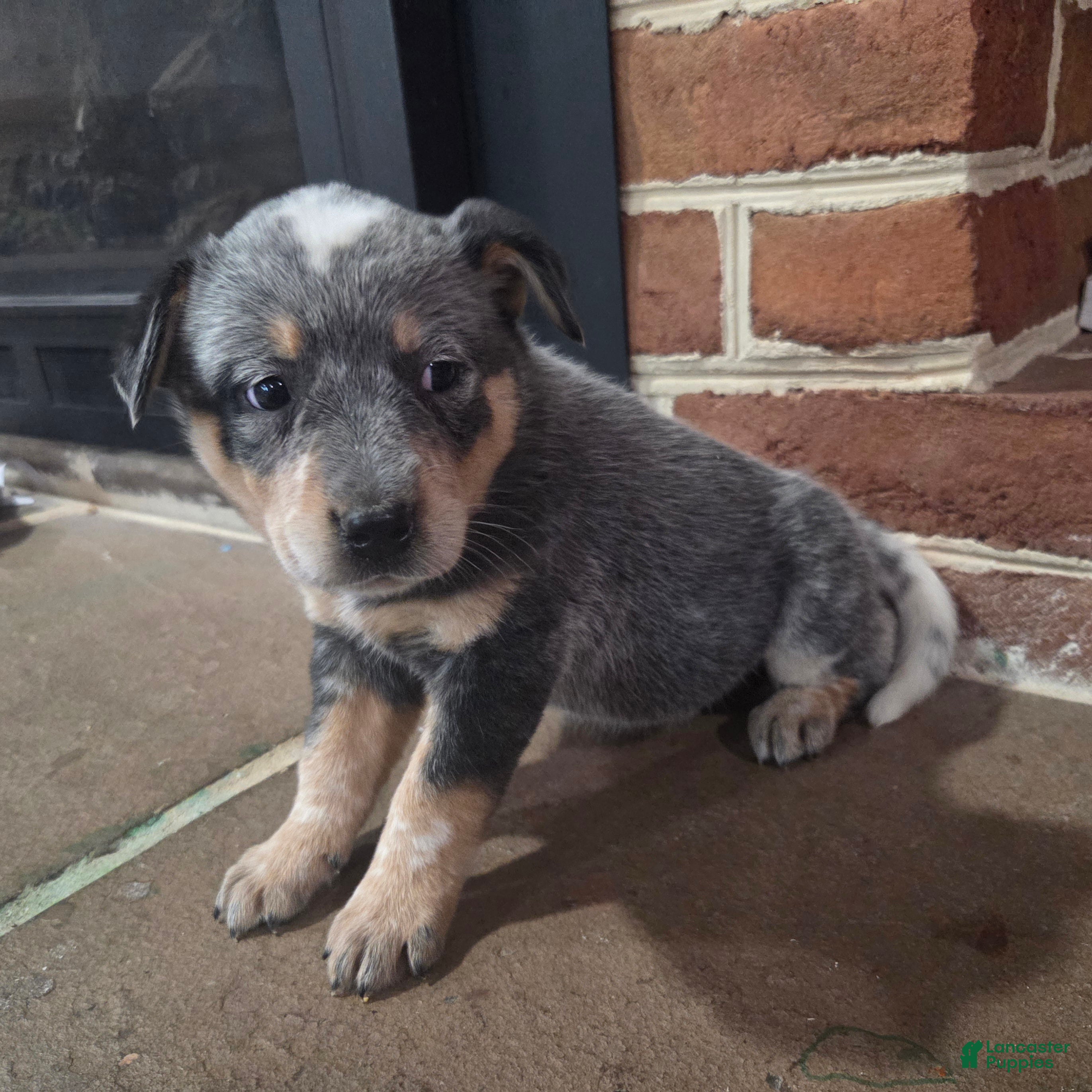 Australian Cattle Dog dogs Jenna - Ad 1