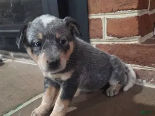 Australian Cattle Dog dogs for sale: Jenna - Ad 2