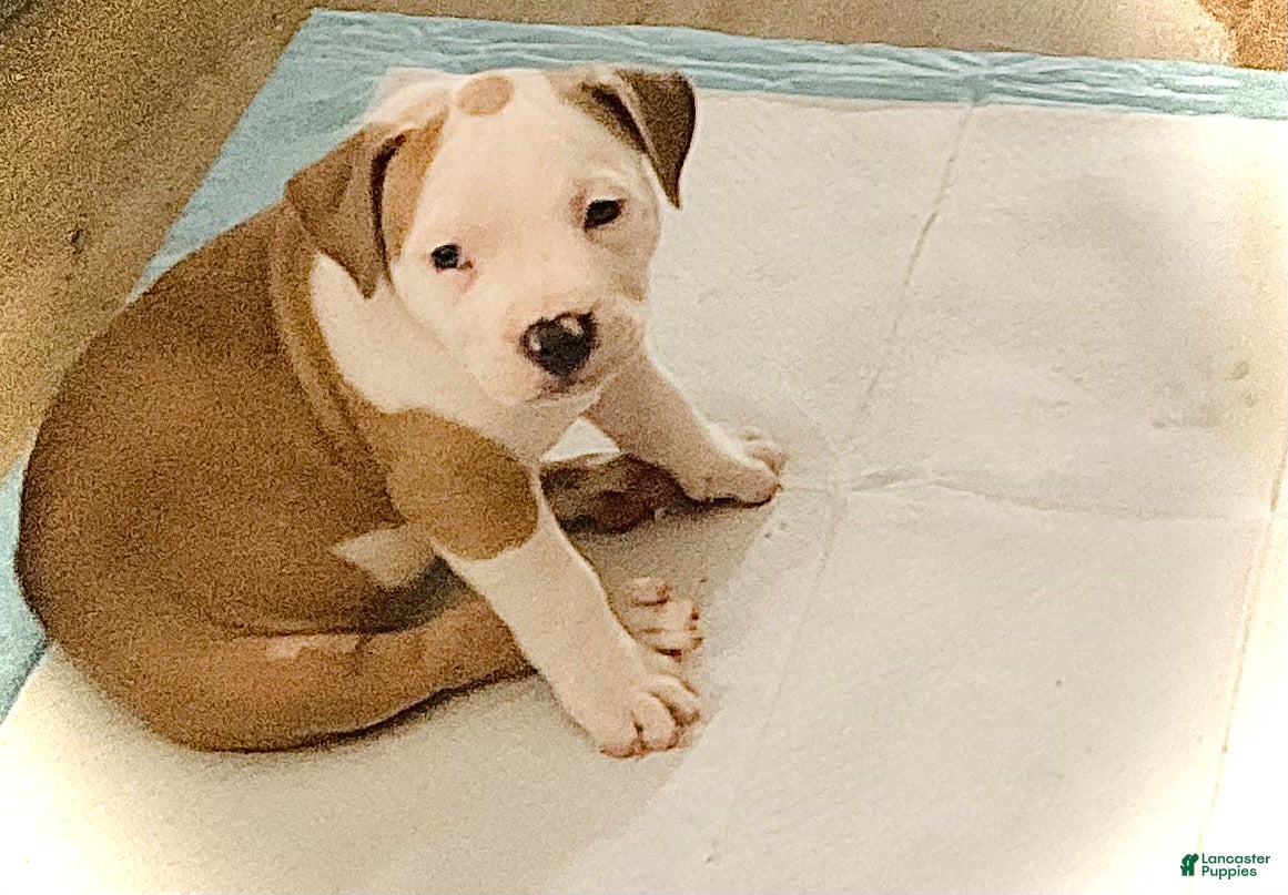Mixed Breed dogs Staffshire terrier,American bully #3 - Ad 12