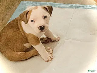 Mixed Breed dogs Staffshire terrier,American bully #3 - Ad 12
