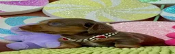Dachshund dogs for sale: Dachshund Puppy 1 - Ad 2