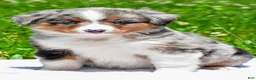 Miniature Australian Shepherd dogs for sale: Fancy - Ad 3