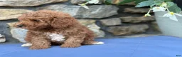 Miniature Poodle dogs for sale: Major - Ad 6