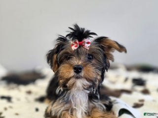 Yorkshire Terrier dogs Summer - Ad 6