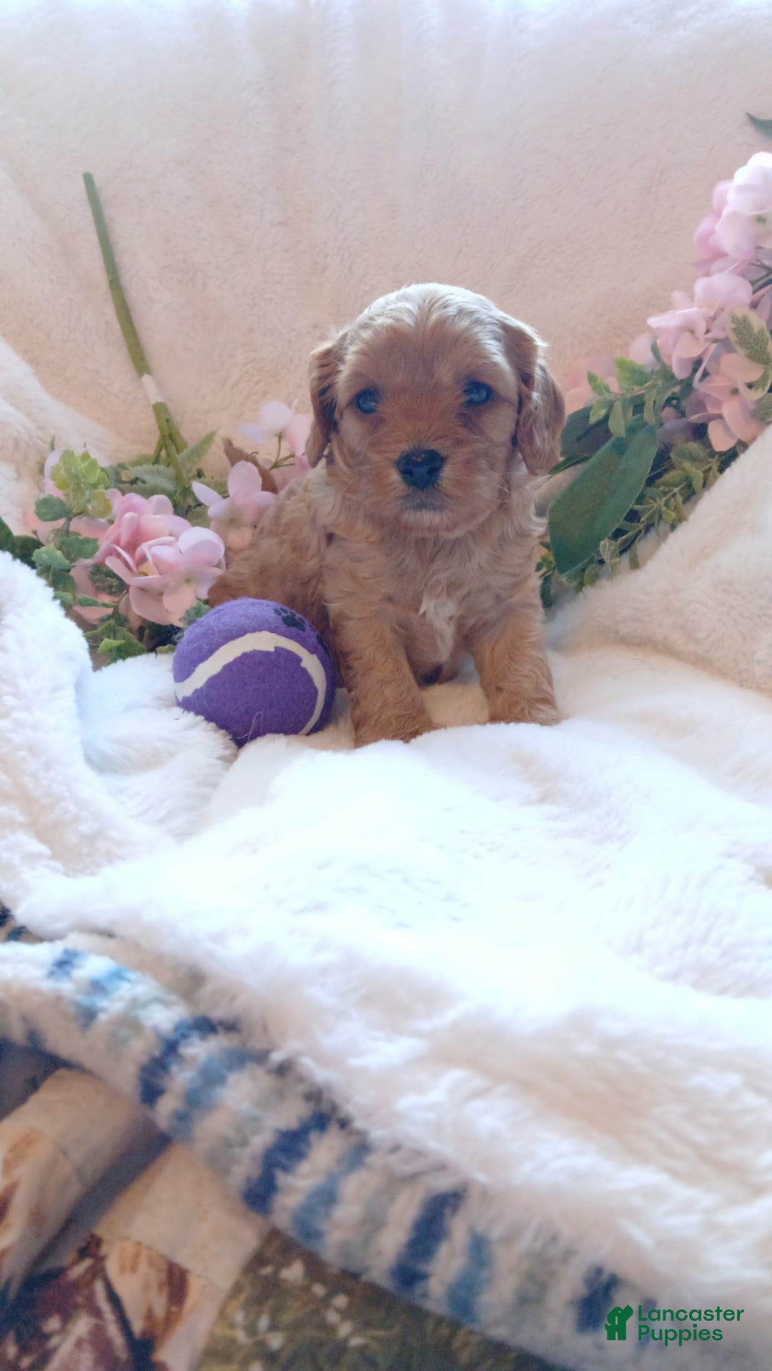 Cavapoo dogs for sale: Cathy - Ad 4