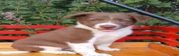 Border Collie dogs for sale: Velvet - Ad 3