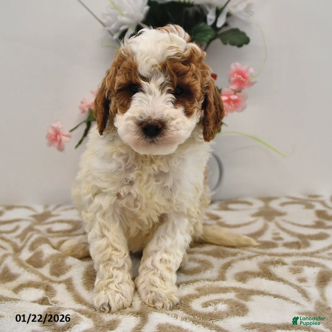 Mini Goldendoodle dogs for sale: Oakley - Ad 9