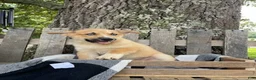 Pomsky dogs for sale: Charlie - Ad 1