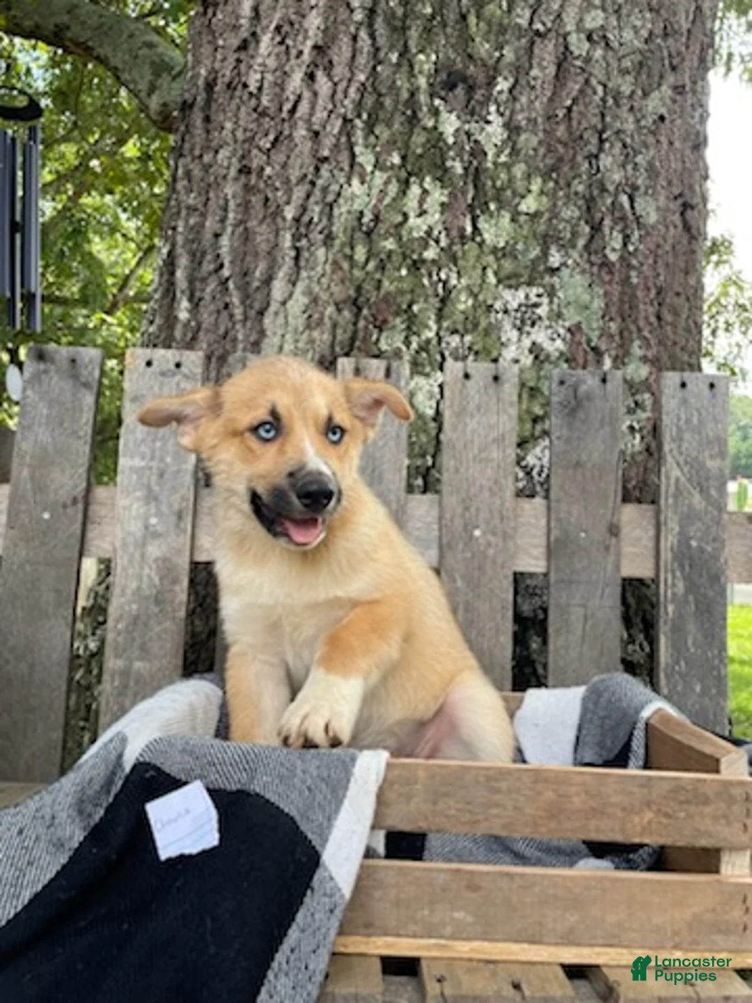 Pomsky dogs for sale: Charlie - Ad 1