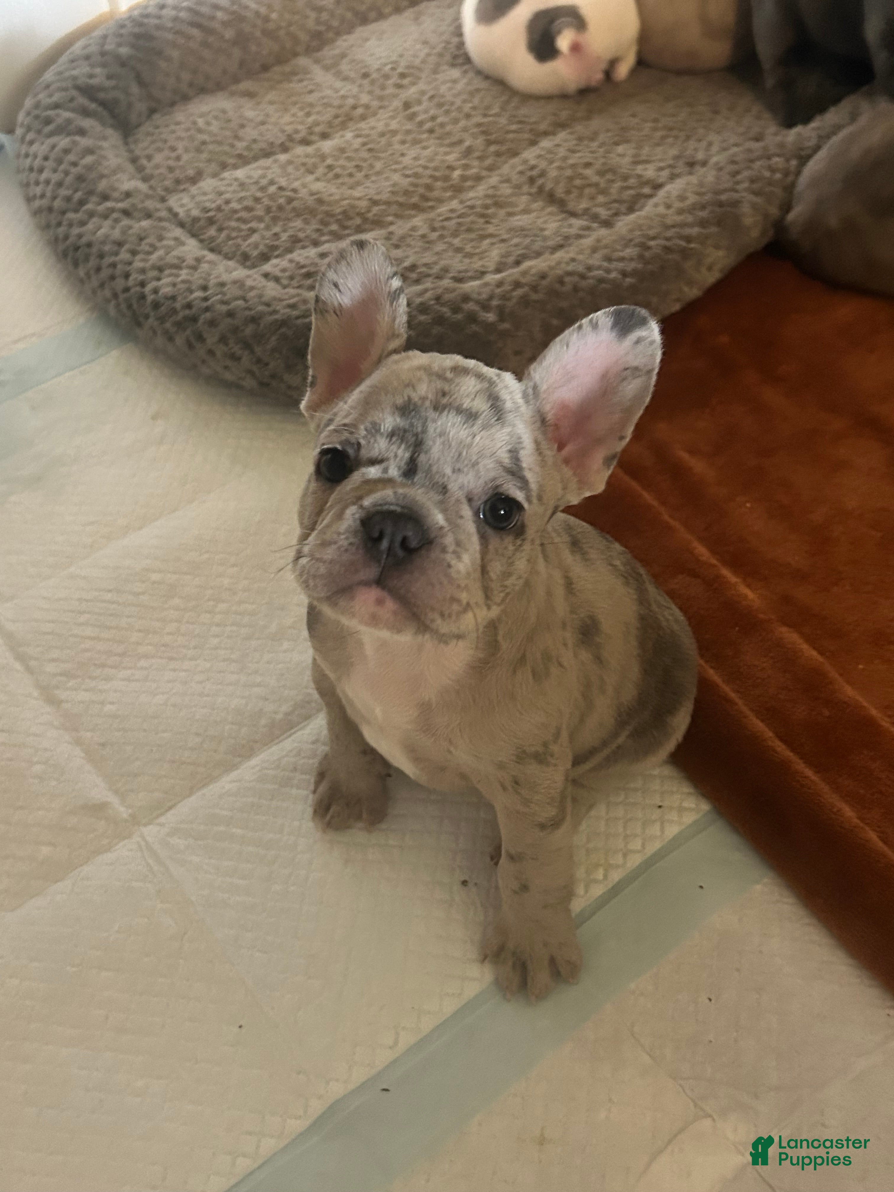 French Bulldog dogs Ron - Ad 2
