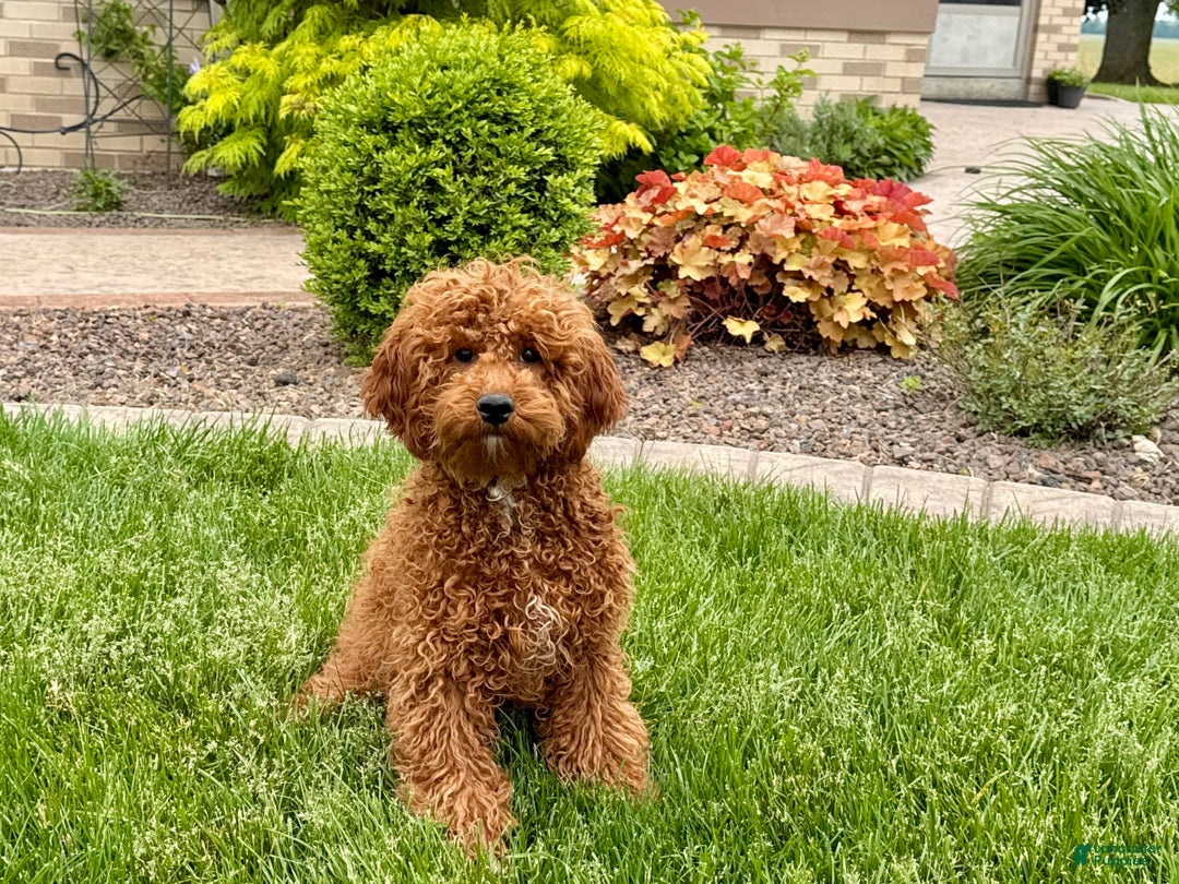 Cavapoo dogs for sale: Justin - Ad 10