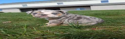 English Bulldog dogs for sale: Pebbles  - Ad 3