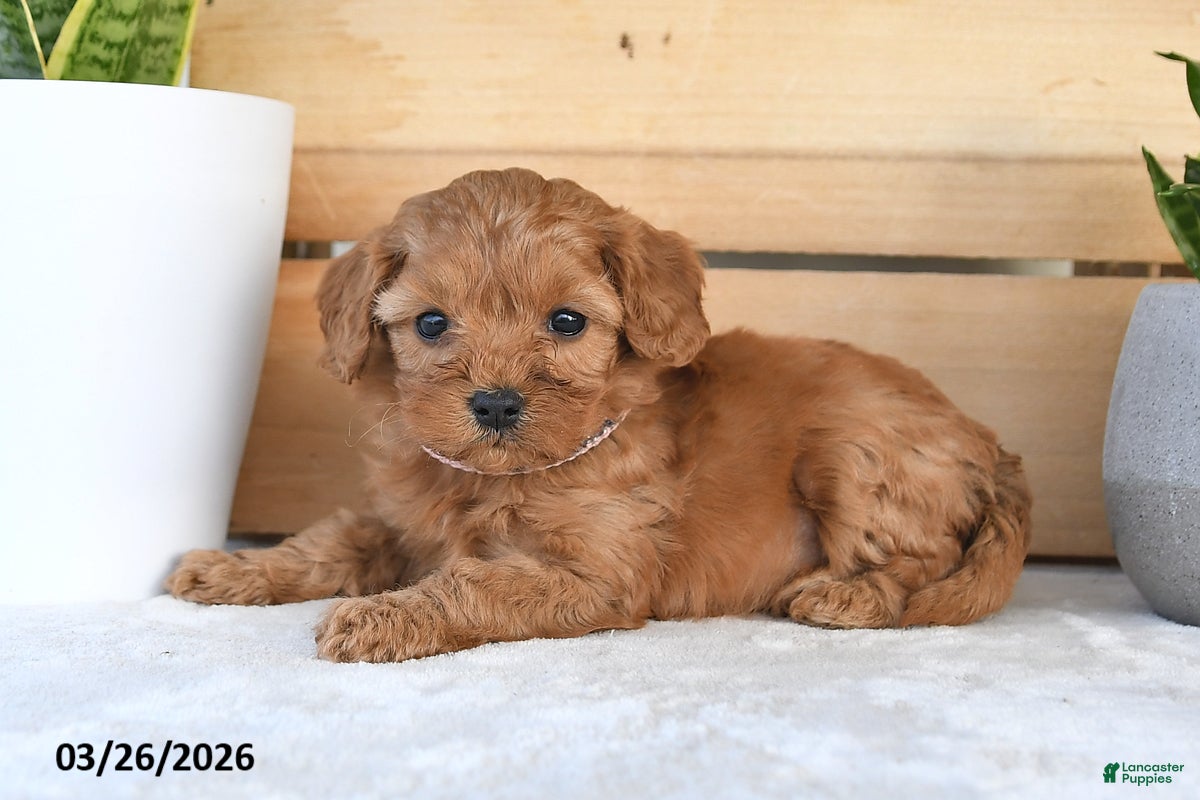 Cavapoo dogs Caroline - Ad 2