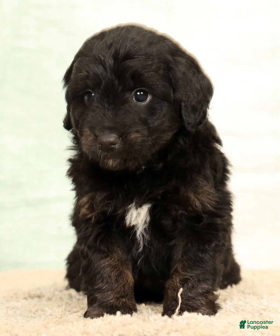 Mini Aussiedoodle dogs for sale: Blake - Ad 3