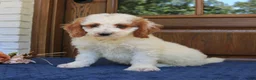 Mini Goldendoodle dogs for sale: Simba  - Ad 4