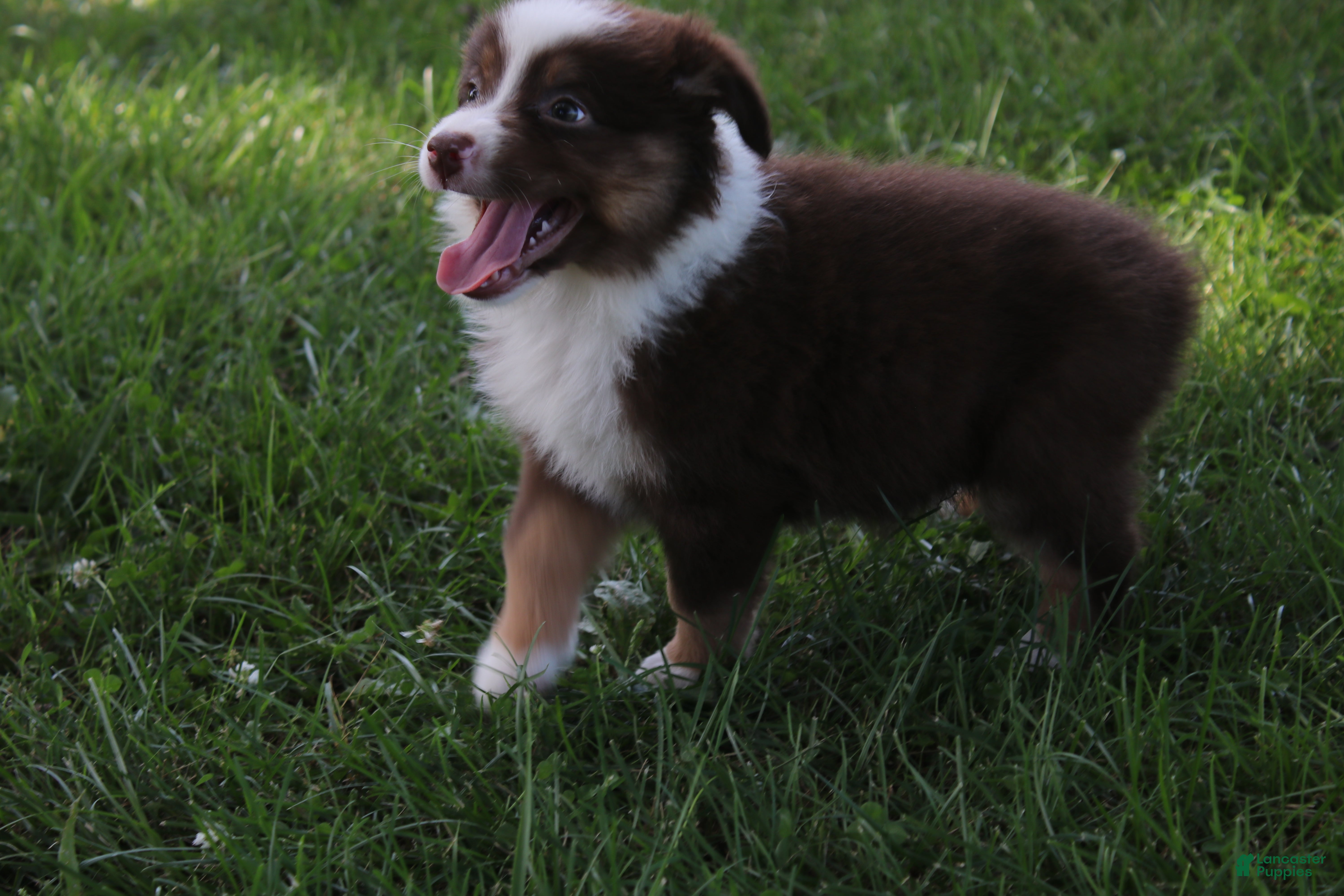 Australian Shepherd dogs Shelby - Ad 11