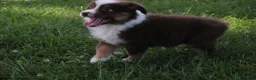 Australian Shepherd dogs for sale: Shelby - Ad 1