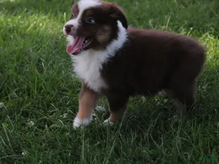Australian Shepherd dogs Shelby - Ad 34