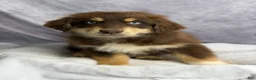 Australian Shepherd dogs for sale: Australian Shepherd Teddy Bear - Ad 12