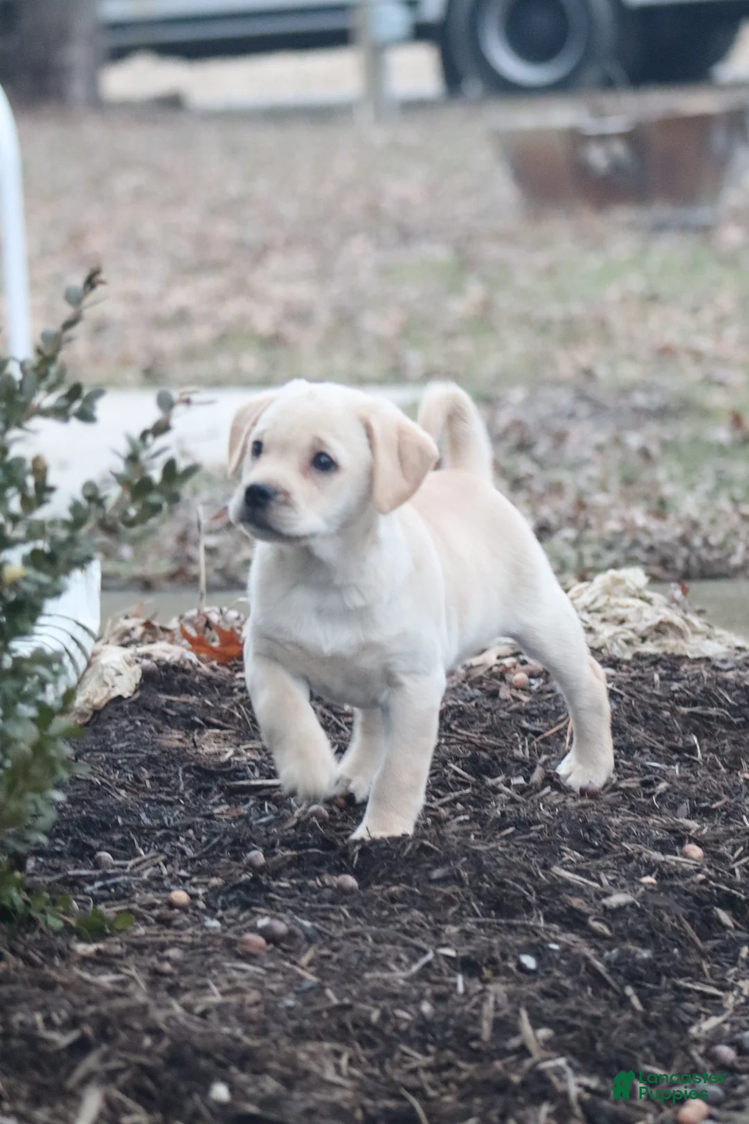 Mixed Breed dogs for sale: Chase - Ad 1