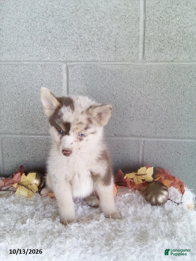 Pomsky dogs Lonnie - Ad 2