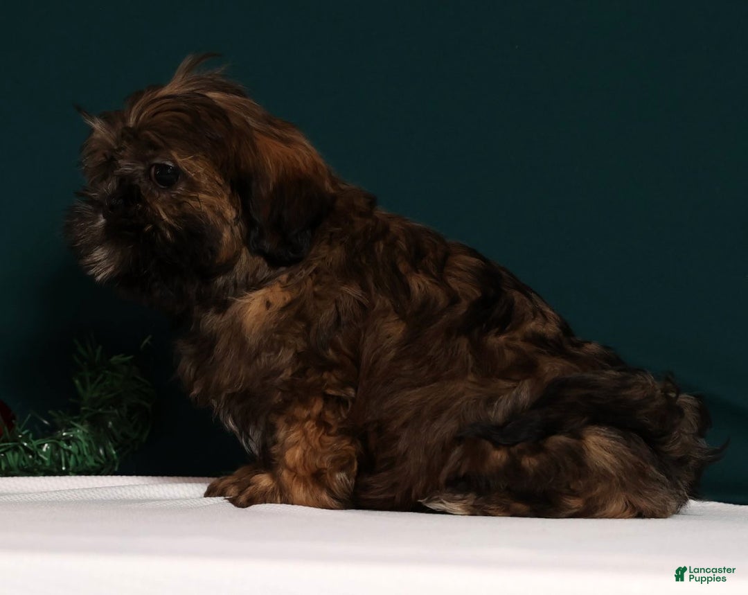 Teddy Bear dogs for sale: Cookie - Ad 7